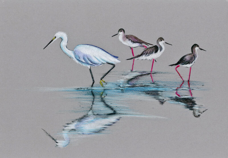 Birds – colored pencils