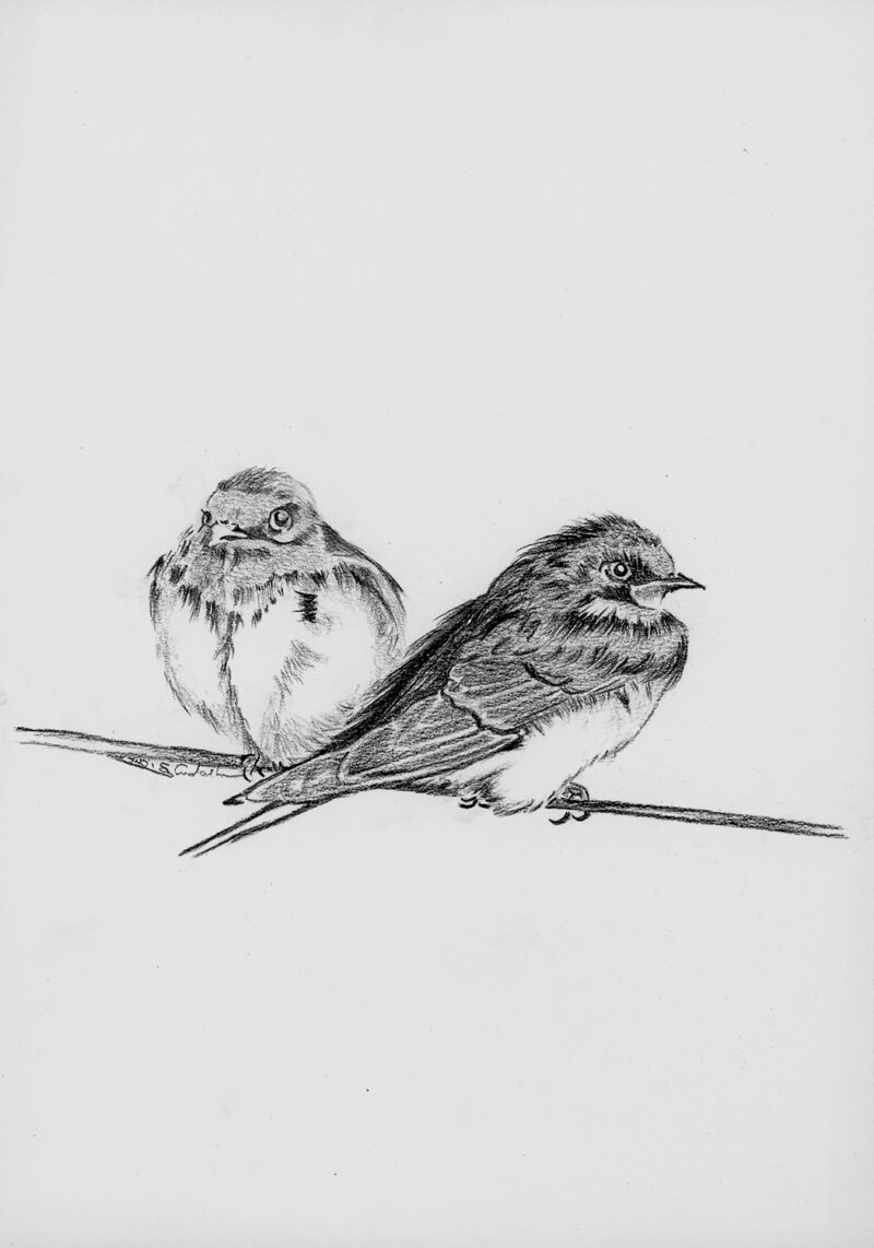 Sparrows – graphite