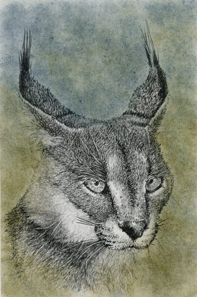 Caracal caraca – mixed media