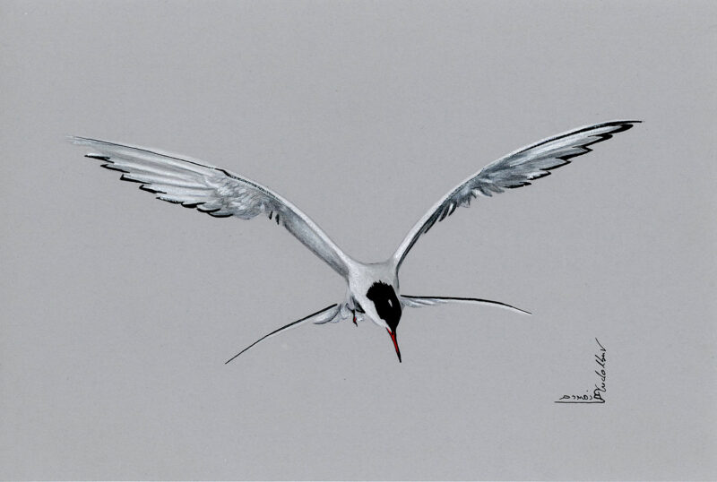 Tern in flight – mixed media