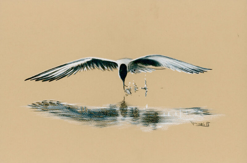 Tern fishing over the water – pencils