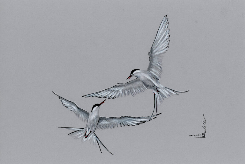 Terns in flight – mixed media