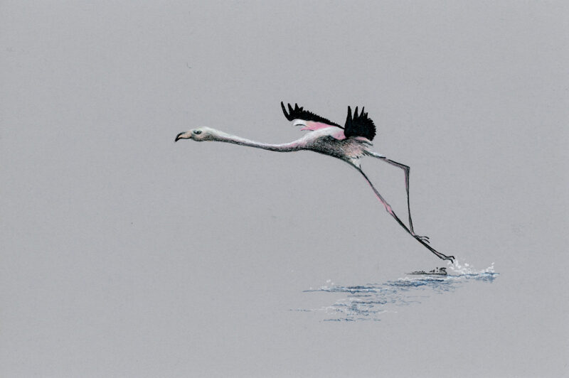 Flamingo – colored pencils