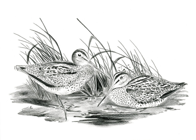 Common snipes – pitt pencil