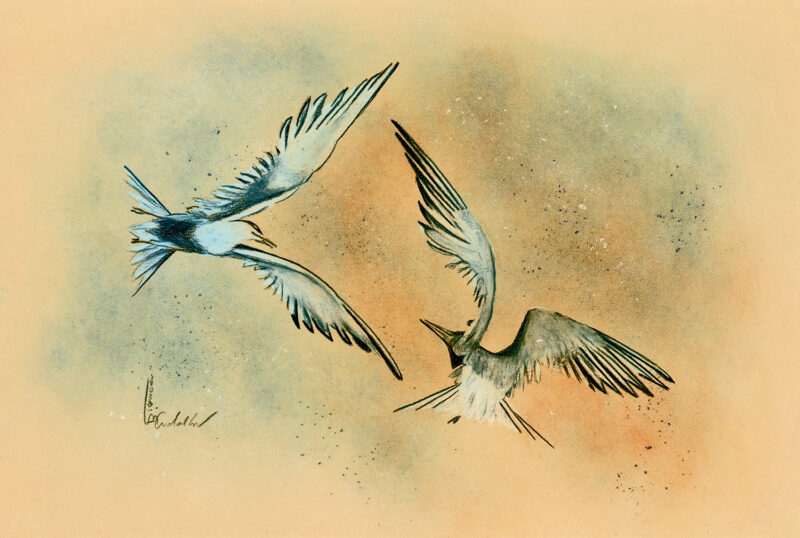 Terns – mixed media