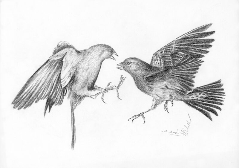 Fighting birds – black pencil