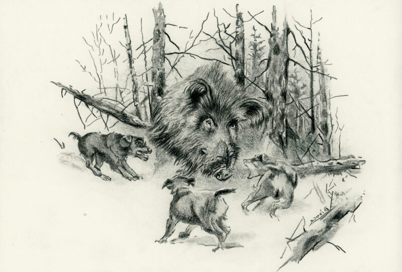 Wild boar and dogs in the forest – pitt pencil