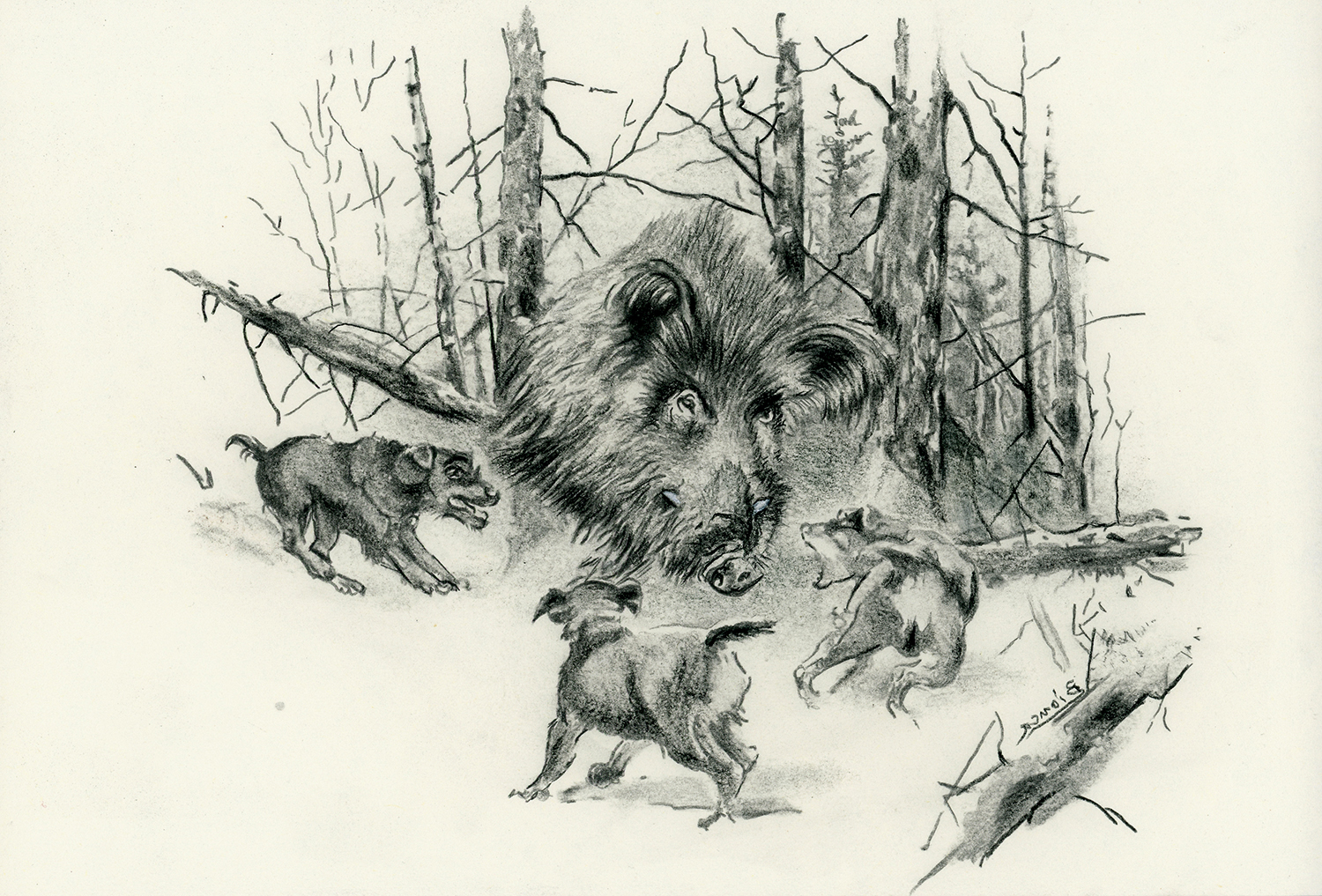 Wild boar and dogs in the forest - pitt pencil - CafeArtStudio