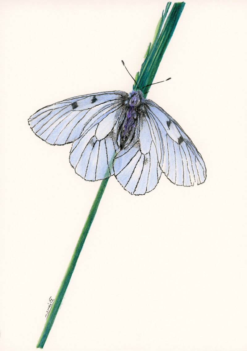 Butterfly – colored pencils