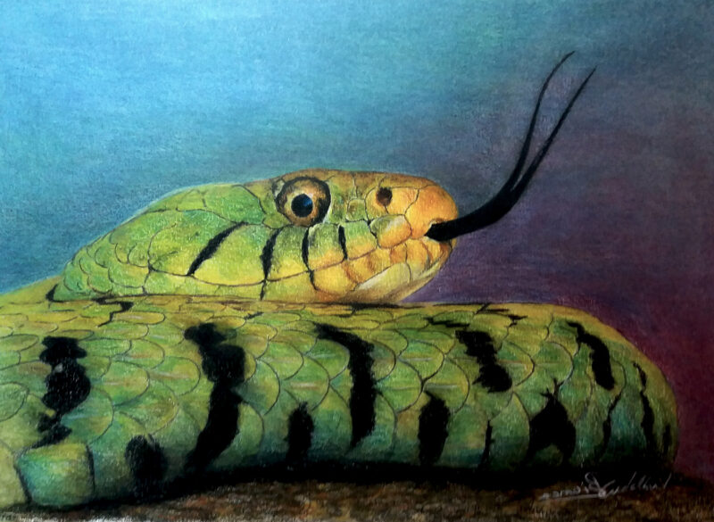 Snake – colored pencils