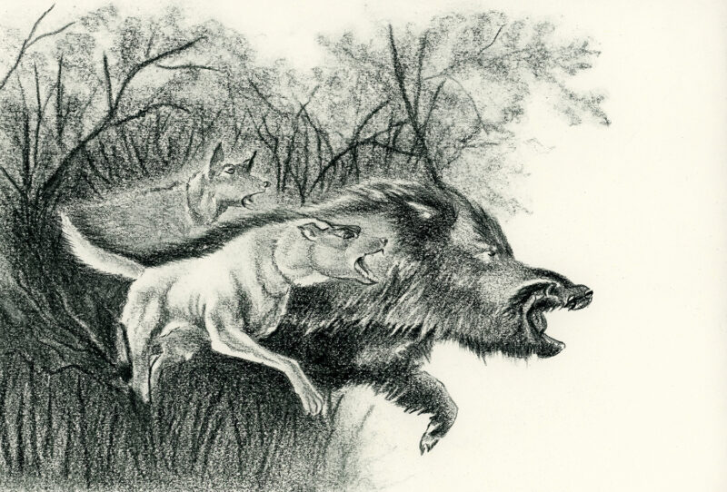 Wild boar and dogs – pitt pencil