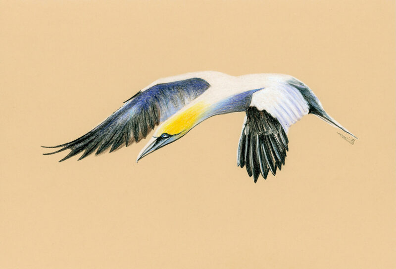 Northern gannet – colored pencils