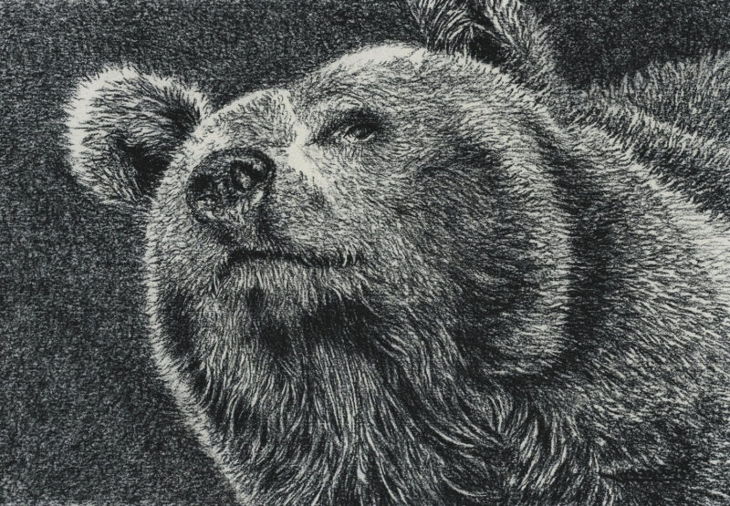 Bear – charcoal