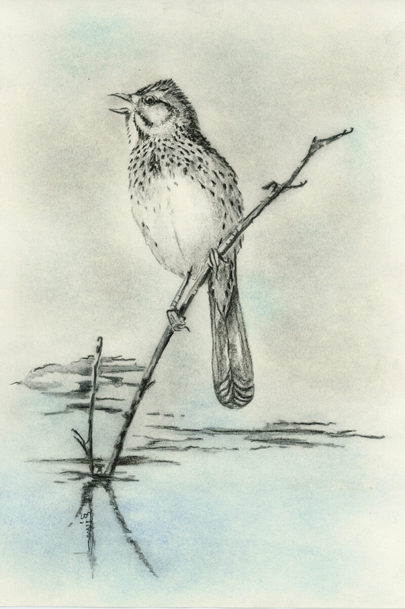 Bird – mixed media