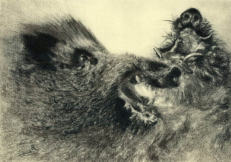 Boars – pitt pencil