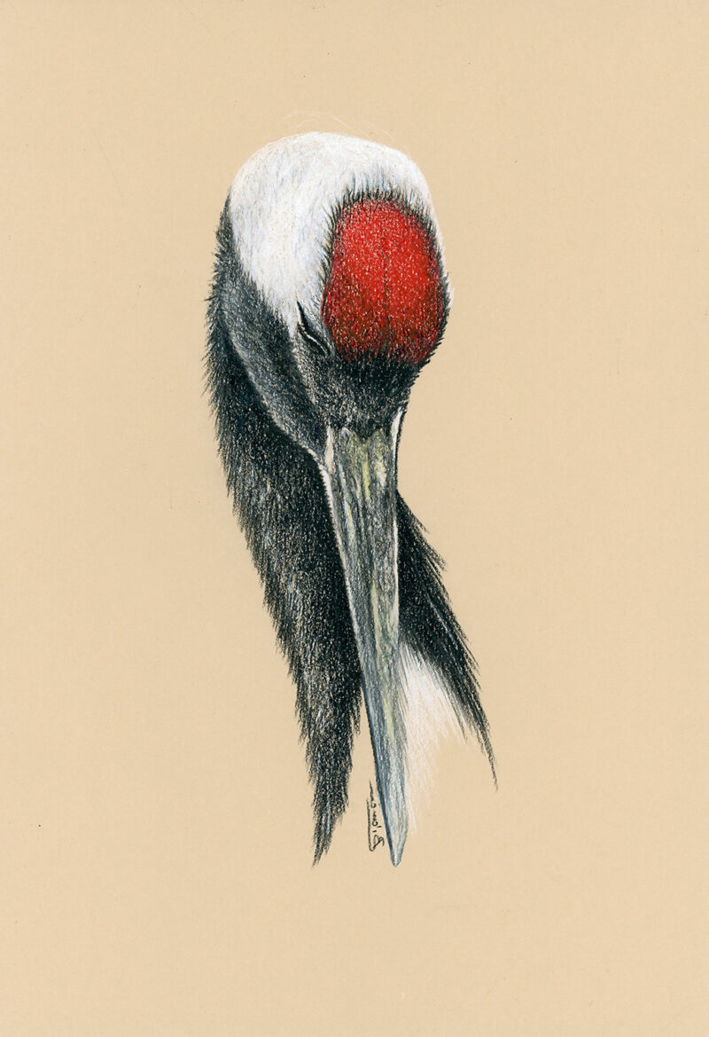 Grus japonensis portrait – colored pencils