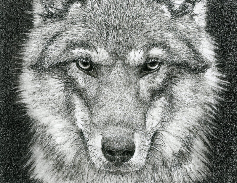 Wolf – charcoal