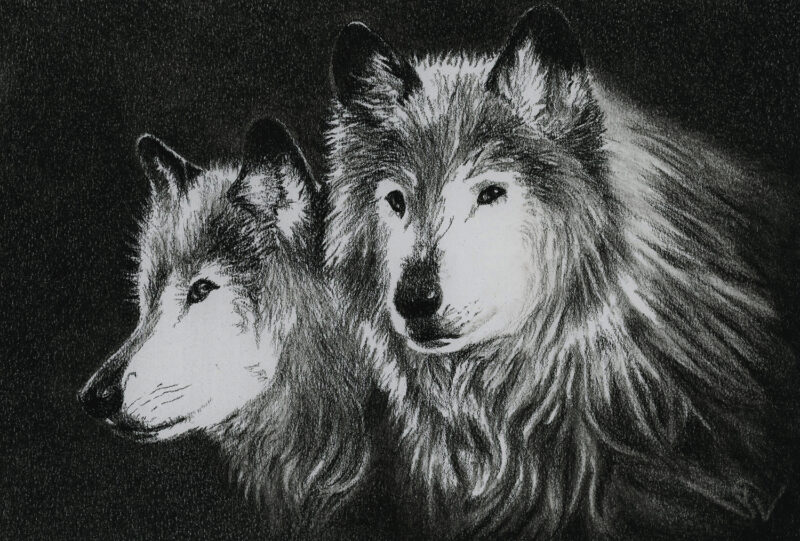 Wolves – charcoal