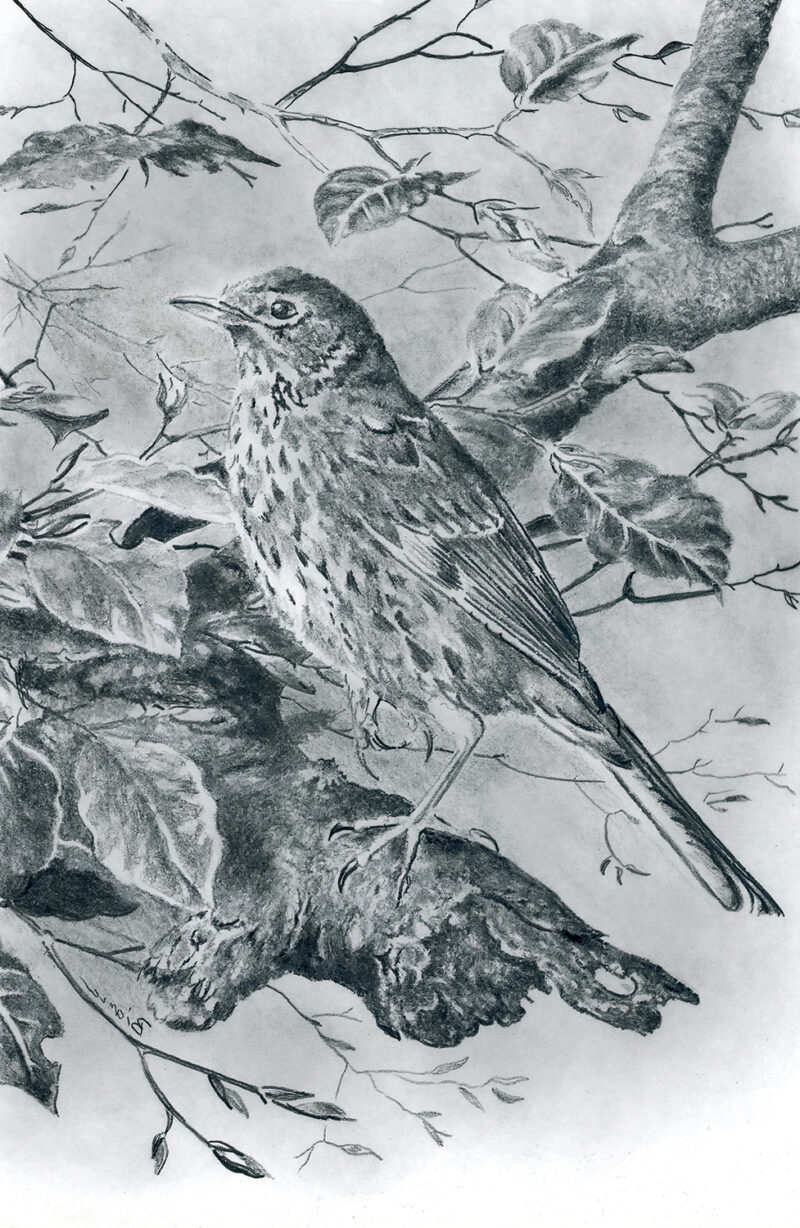 Bird – graphite