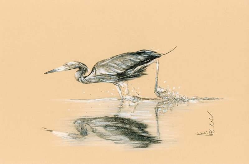 Grey heron – pencils