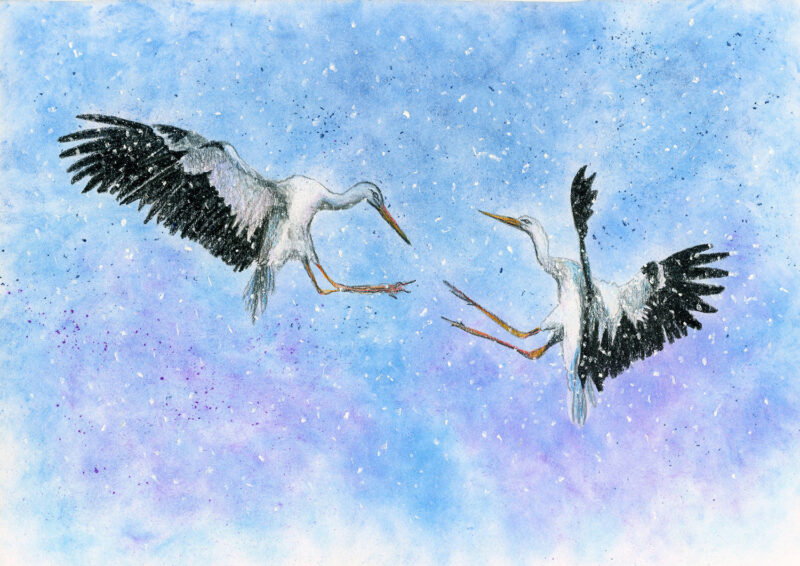 Fighting birds – colored pencils