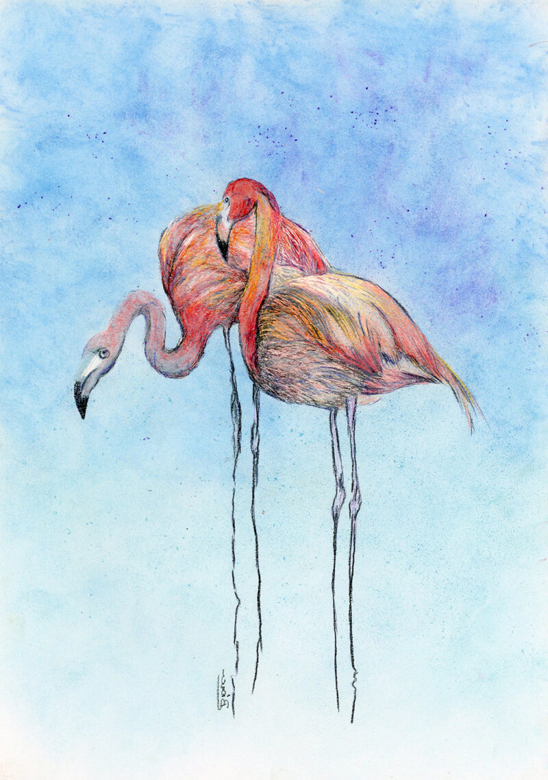 Lovely flamingos – colored pencils