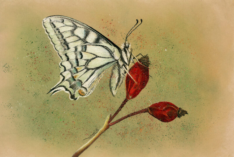 Papilio machaon – mixed media