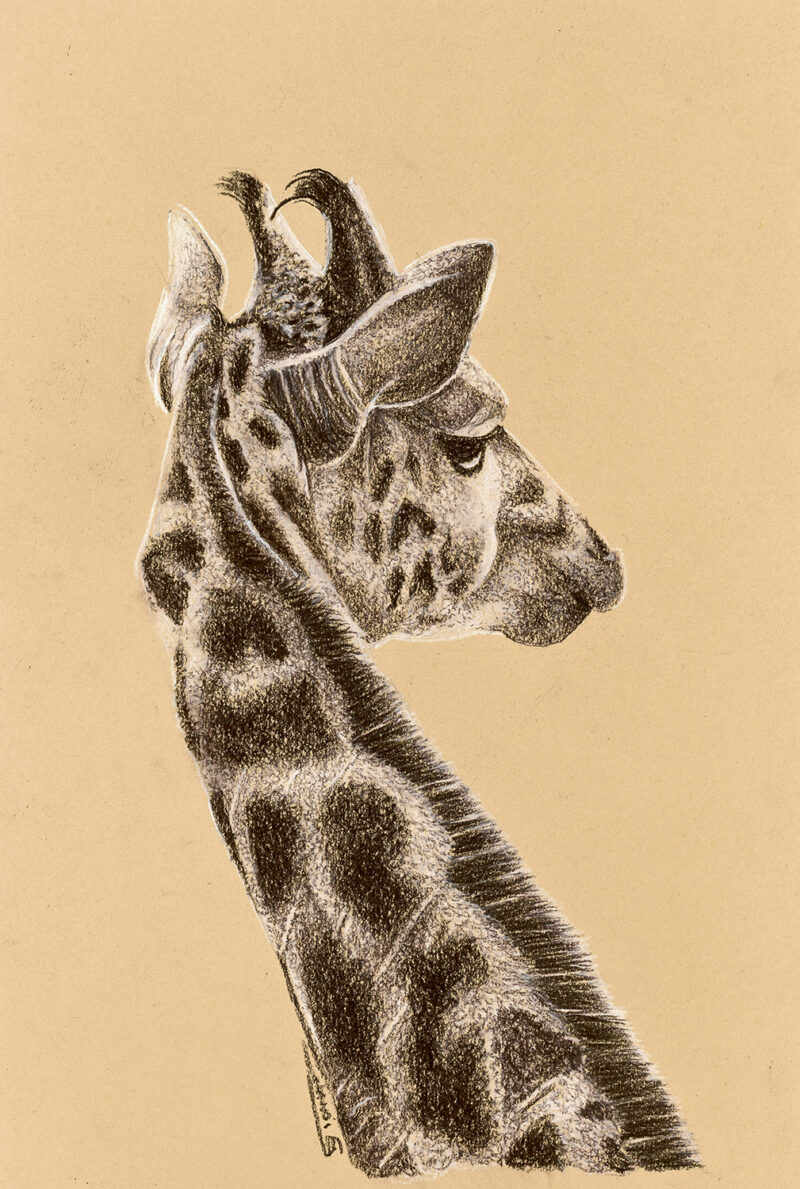 Giraffe – mixed media