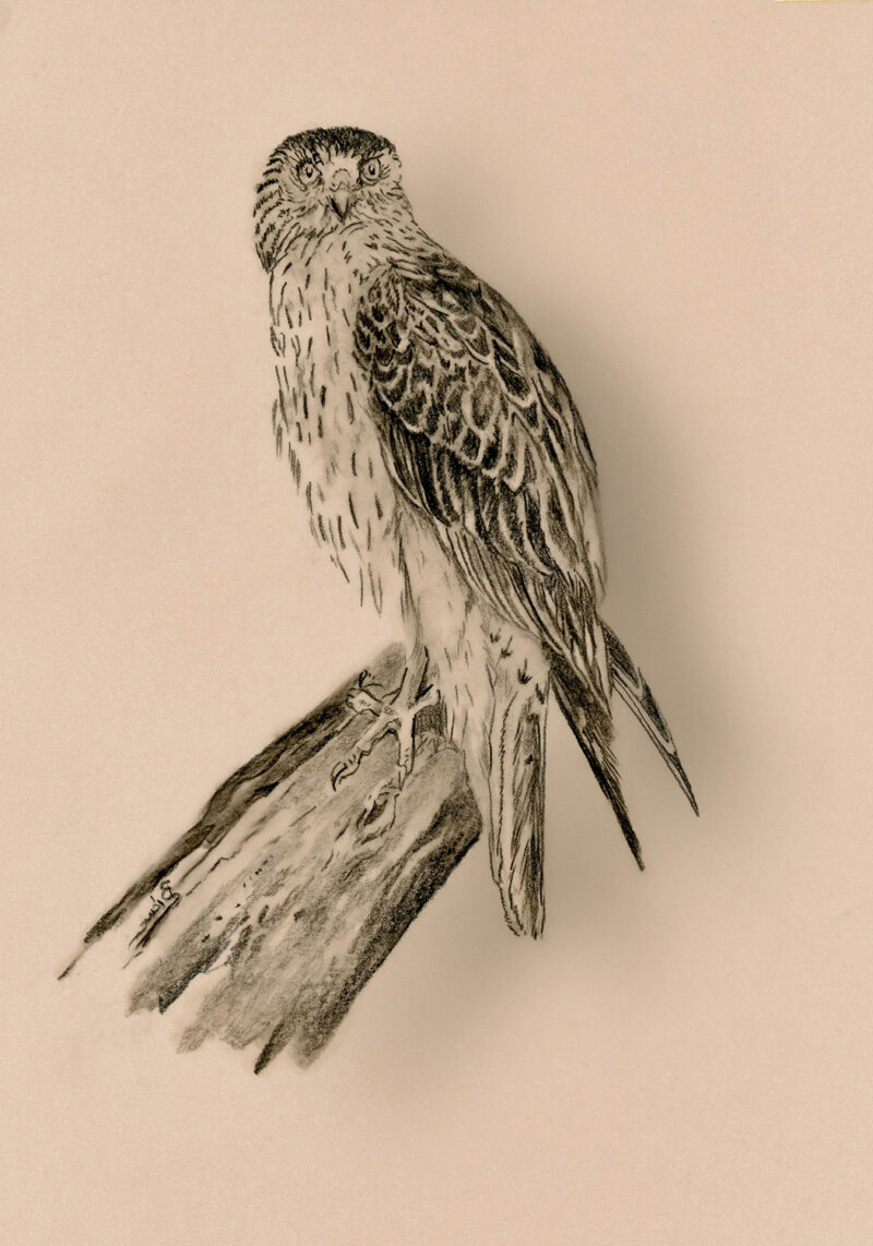 Bird of prey on cappuccino paper – pitt pencil