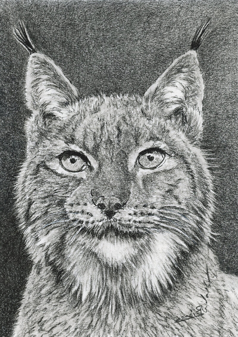 Eurasian lynx – charcoal