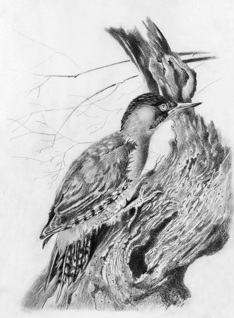 Green Woodpecker – pitt pencil