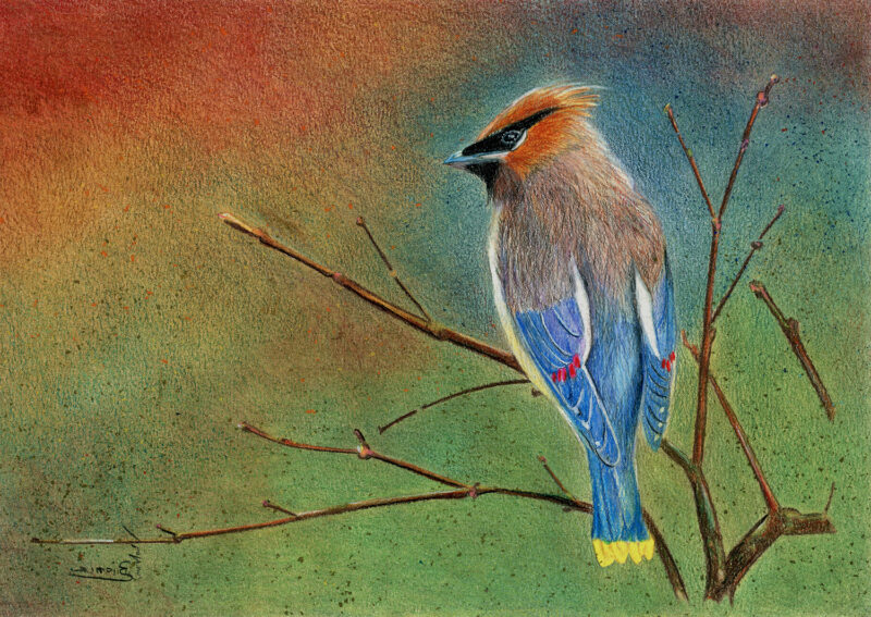 Waxwing – colored pencils