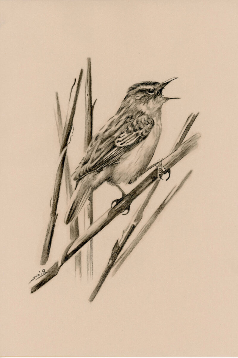 Acrocephalus schoenobaenus – pitt pencil