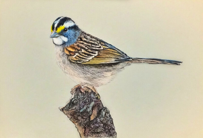 White-throated sparrow – colored pencils