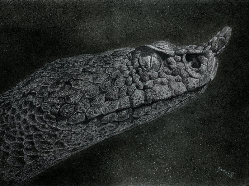 Vipera Ammodytes – charcoal