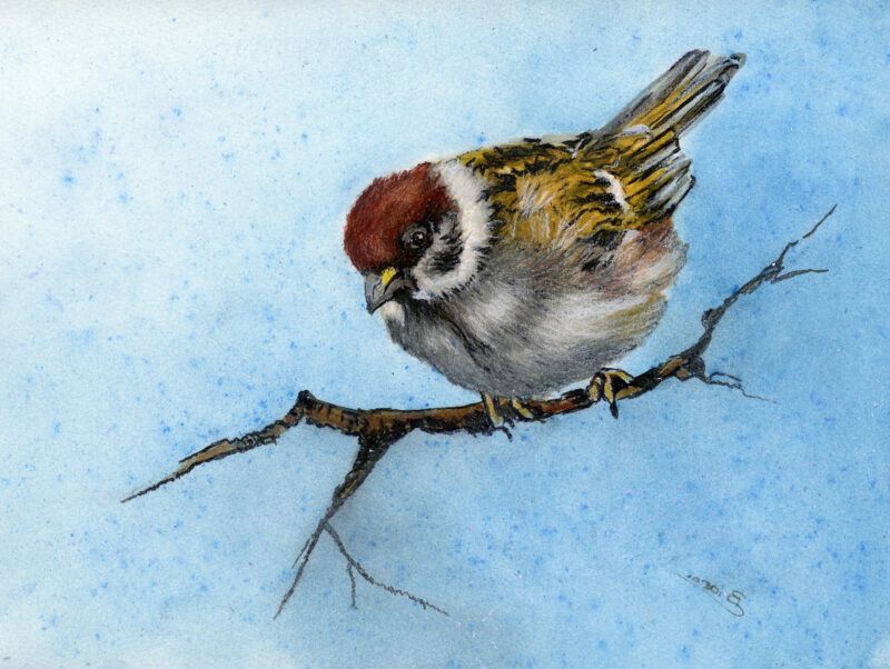 Passer montanus – mixed media